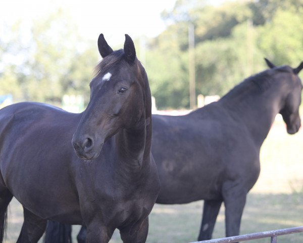 dressage horse Sir Bechstein (German Sport Horse, 2006, from Sir Donnerhall I)
