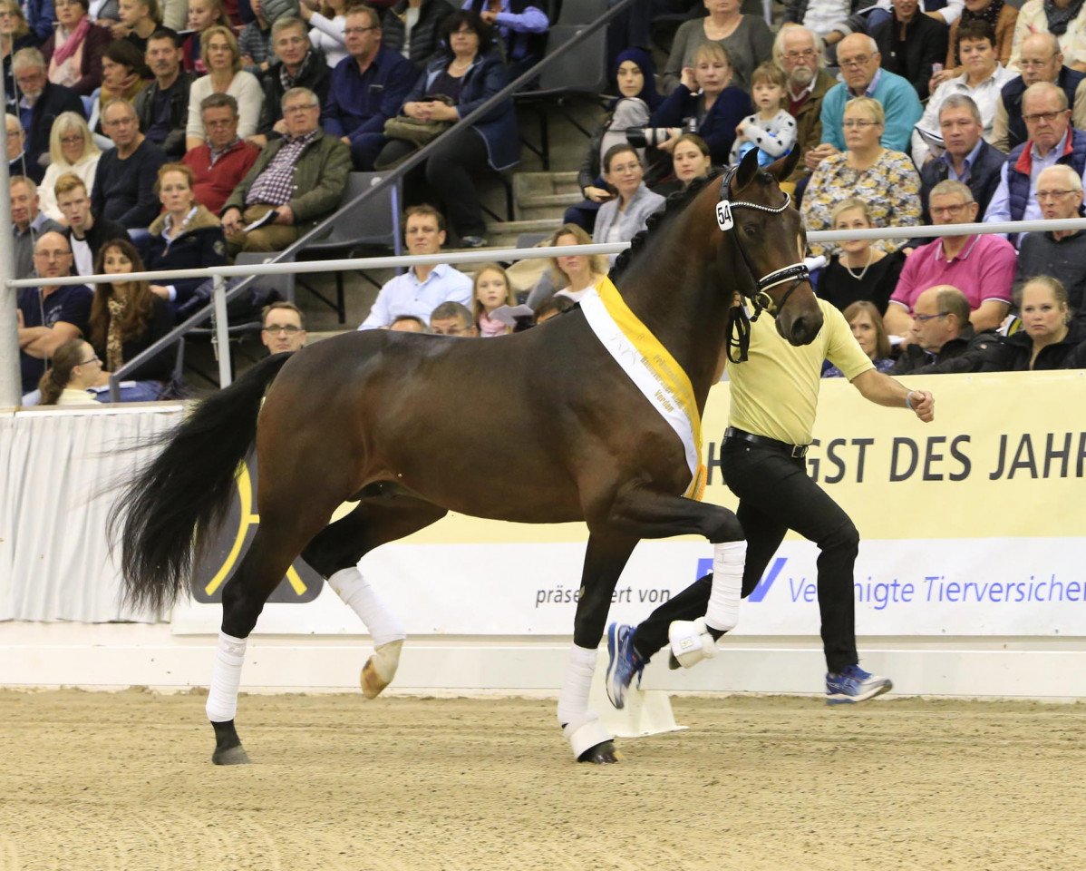 horse Confess Color (Hanoverian, 2017, from Cadeau Noir)
