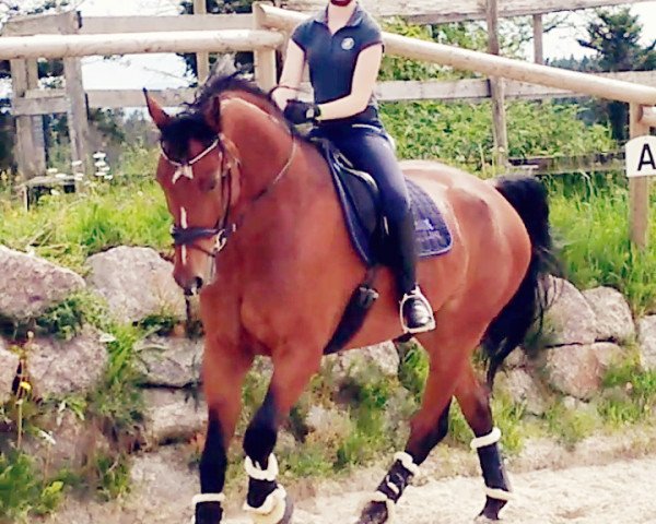 dressage horse Cold Day (Holsteiner, 2008, from Con Air)