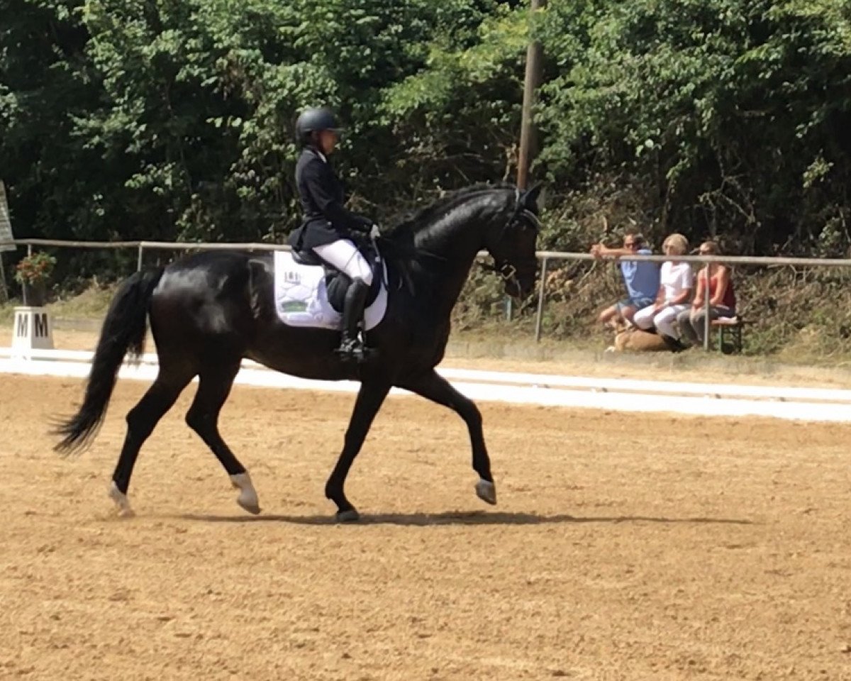 dressage horse Dr. Watson (Hanoverian, 2010, from Diamond Hit)