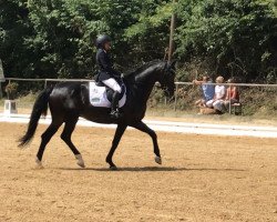 dressage horse Dr. Watson (Hanoverian, 2010, from Diamond Hit)