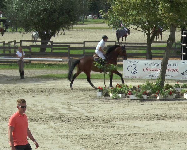 Reitturnier Münster-Roxel 2016