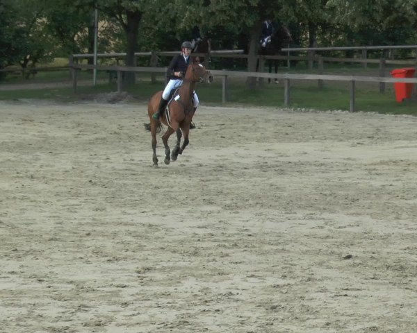 Reitturnier Münster-Roxel 2016