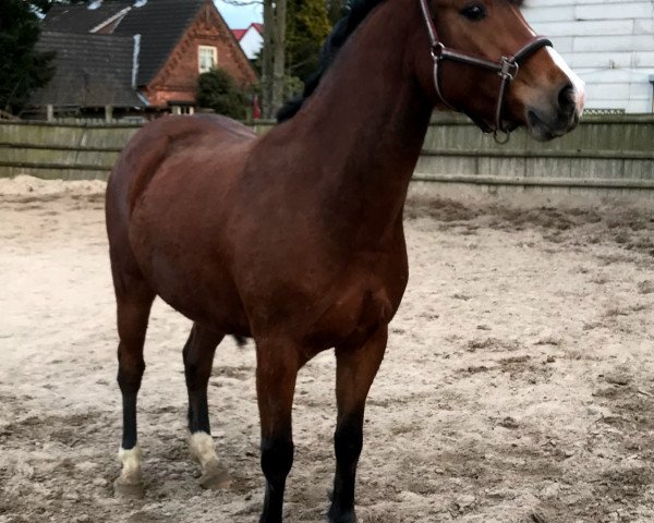 horse Copido (Oldenburg show jumper, 2014, from Carrico)
