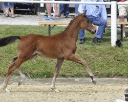 horse Frizzante DJ (Hanoverian, 2019, from For Romance I)