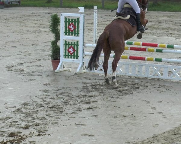Reitturnier Münster-Roxel 2016