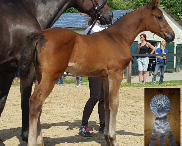 stallion Cantalou B (Holsteiner, 2019, from Catch)
