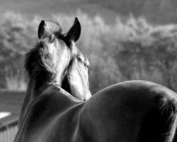 jumper Qualisto (Hanoverian, 2006, from Quality 9)