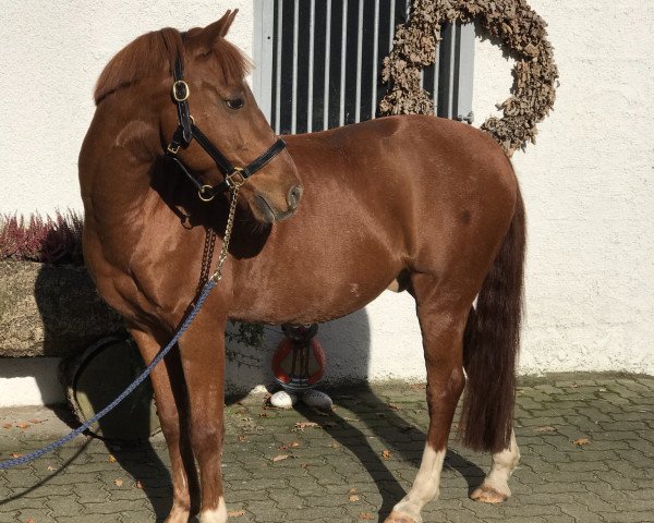 dressage horse Kaisertraum 3 (German Riding Pony, 2005, from Kaiserstolz)