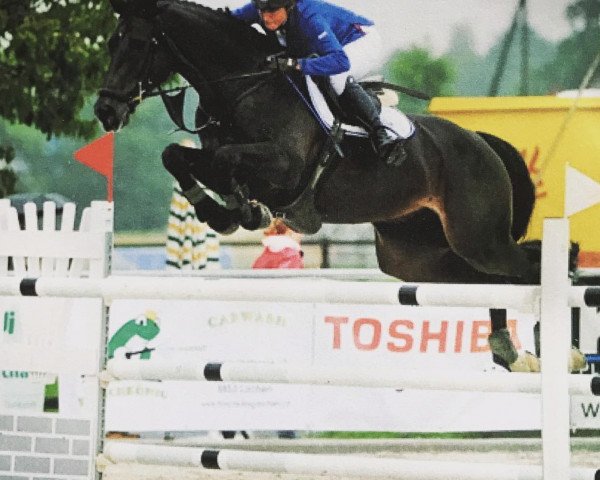horse BB Levisto (Holsteiner, 2005, from Levisto Z)