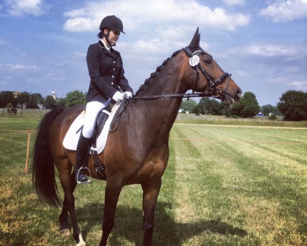 dressage horse Faro do Carmo (Hessian Warmblood, 2003, from Fuego)