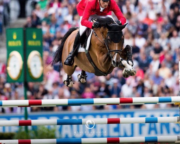 jumper Calisto Blue (Oldenburg, 2007, from Chacco-Blue)