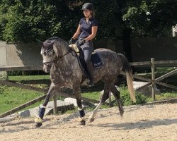 jumper Quater's White Girl (German Sport Horse, 2011, from Quaterback)