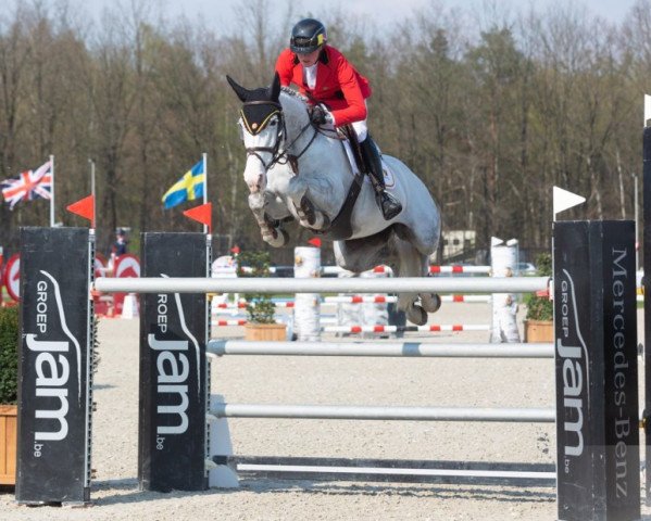 jumper Cassandra Hsp (Slovenian Warmblood, 2010, from Sandro Boy)
