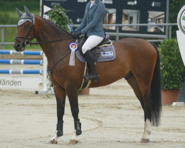 jumper Sonic flying (Hanoverian, 2014, from Stolzenberg)