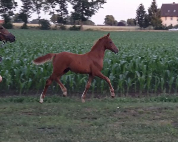Dressurpferd Hengstfohlen v. Golden Atreju x Dreamcatcher (Deutsches Reitpony, 2019, von Golden Atreju)
