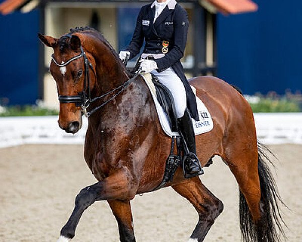 Dressurpferd Vayron NRW (Westfale, 2011, von Vitalis)