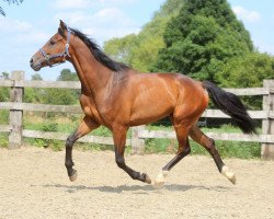 jumper Ultaco (KWPN (Royal Dutch Sporthorse), 2015, from Up To Date)
