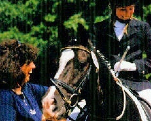 jumper Noble Star 8 (German Riding Pony, 1992, from Nordstar)