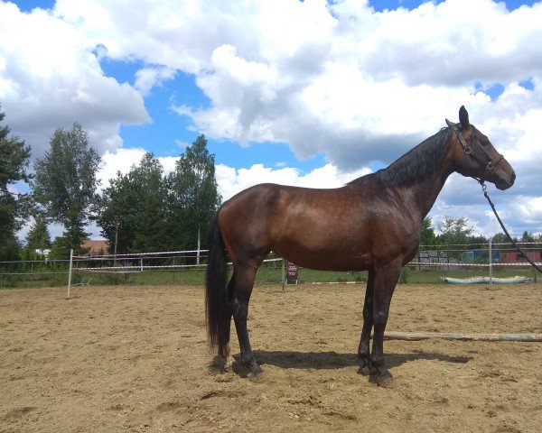 broodmare Wena (Oldenburg, 2018, from Diamonit I)