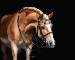 dressage horse Nova (Haflinger, 2011, from Notre Beau)