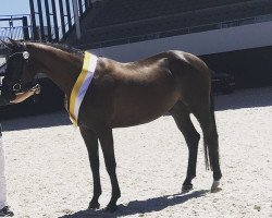 dressage horse All We Need (Rhinelander, 2014, from All At Once)