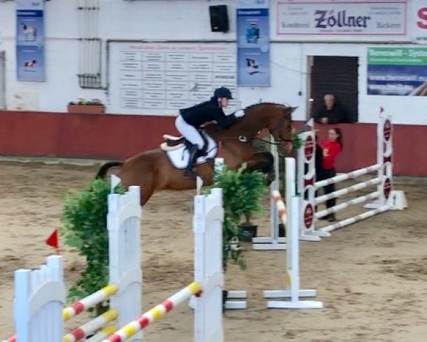 jumper Capt'n Sharky 7 (Westphalian, 2009, from Coronas 2)