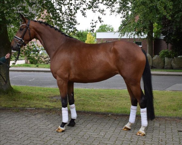 horse ***Schön modellierte Sportlerin mit bester Qualität*** (Oldenburg, 2015, from Buckingham)