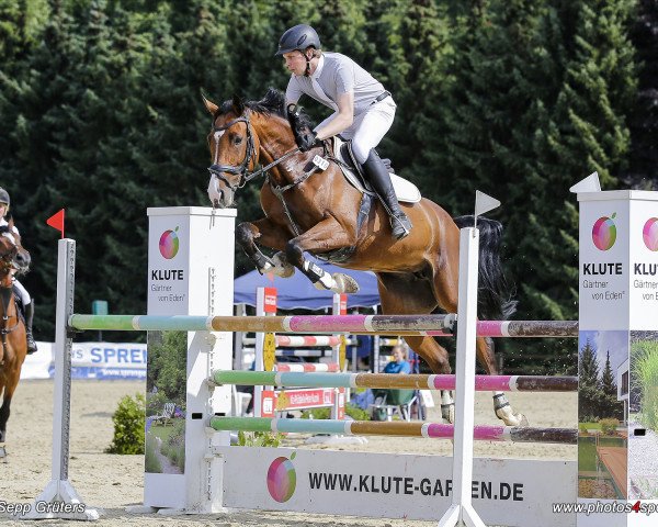 Zuchtstute Claire 179 (Holsteiner, 2012, von Clarimo Ask)