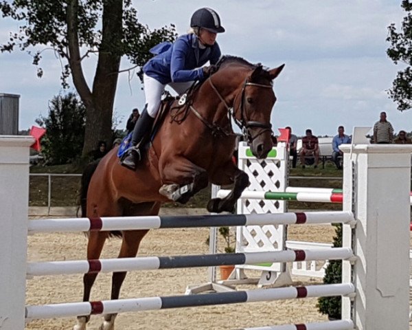 jumper Lara 537 (German Sport Horse, 2009, from Levistano)