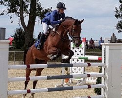 jumper Lara 537 (German Sport Horse, 2009, from Levistano)