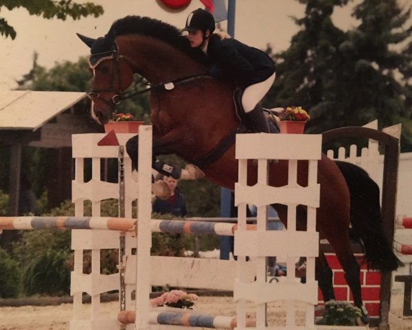 Pferd Pia Lotta 16 (Holsteiner, 2001, von Pershing)