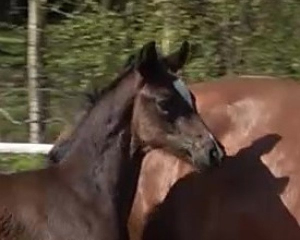 horse Kaja (Hanoverian, 2019, from Karajan) horse Kaja (Hanoverian, 2019, from Karajan)