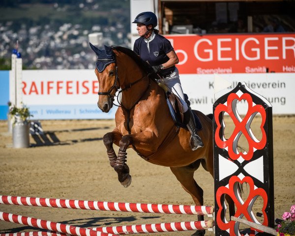 Springpferd Felix XXXIV (Hannoveraner, 2008, von For Feeling)