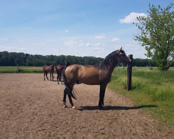 Pferd Happy Tin Nicholson (Deutsches Reitpony, 2017, von Pav Nobility)