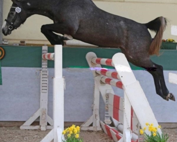 Springpferd Candy Girl 81 (Deutsches Sportpferd, 2015, von Colman)
