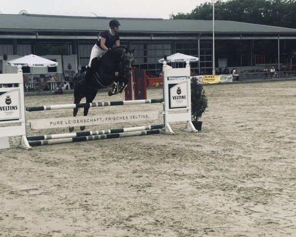 horse Kensington (KWPN (Royal Dutch Sporthorse), 2015, from Colestus)