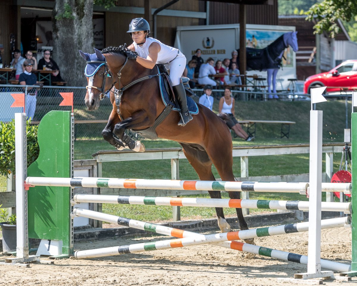Springpferd Gold Fritz (Trakehner, 2008, von Alter Fritz)