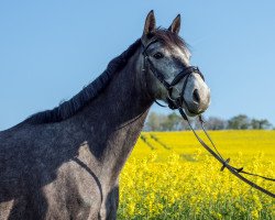 dressage horse Lass I Gal (Irish Sport Horse, 2013, from Loughehoe Guy)