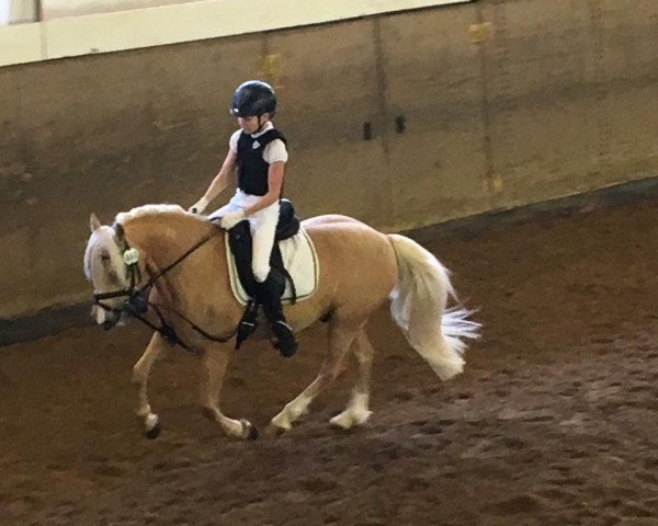 dressage horse King's Armani (German Riding Pony, 2009, from Unbekannt Pony)