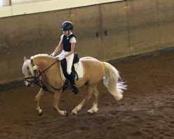 dressage horse King's Armani (German Riding Pony, 2009, from Unbekannt Pony)