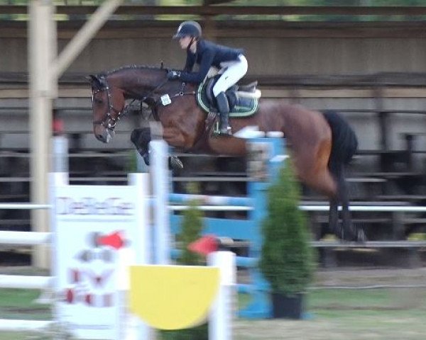 jumper Questo Vincitore (Oldenburg, 2008, from Quintender 2)