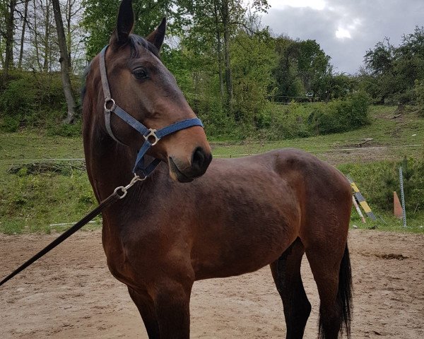 Pferd Claus THC (Anglo Europäisches Sportpferd, 2015, von Caruso de Trebox)