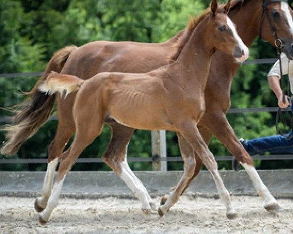 jumper Ed Kwg CH (Swiss Warmblood, 2015, from Everdale)