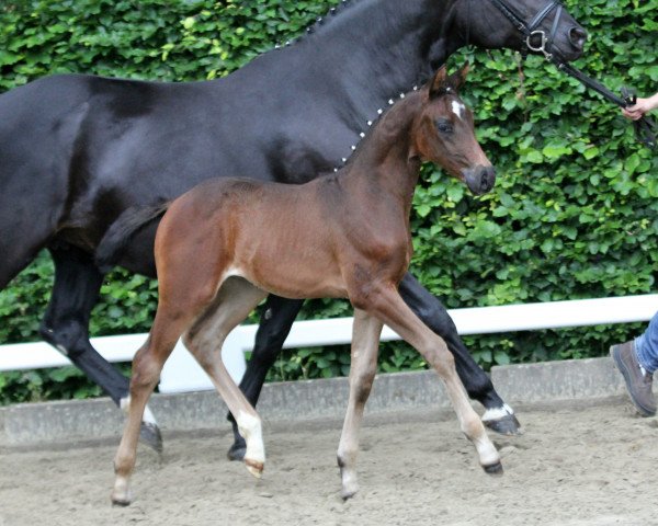 horse First Touch of Magic (Hanoverian, 2019, from Fantastic)
