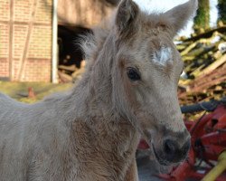 Pferd Stute von Lucky Lao I / Intermetzo Melody (Westfale, 2019, von Lucky Lao)