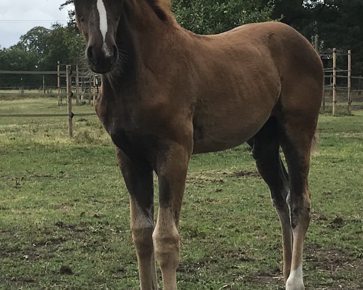 Pferd ZG Masuch/Lübbering (Westfale, 2019, von For Romance I)