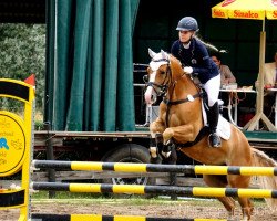 Springpferd Stukhuster Soul of Gold (Nederlands Welsh Ridepony, 2013, von Leuns Veld's Winston)