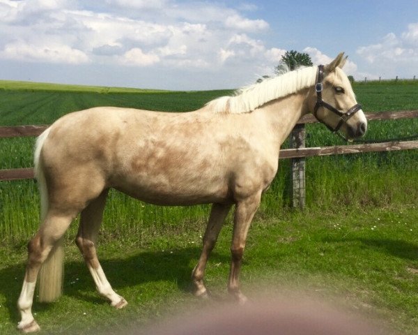 horse Dance of colour v.H. (German Riding Pony, 2015, from Dance Star AT NRW)