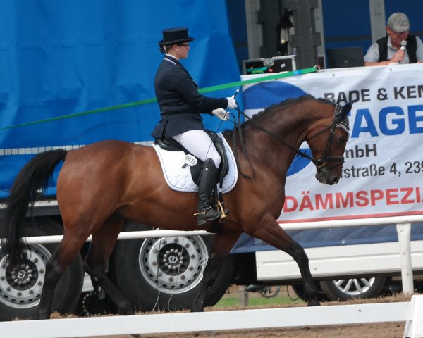 Dressurpferd Catoki 3 (Mecklenburger, 2009, von Careman) Dressurpferd Catoki 3 (Mecklenburger, 2009, von Careman)